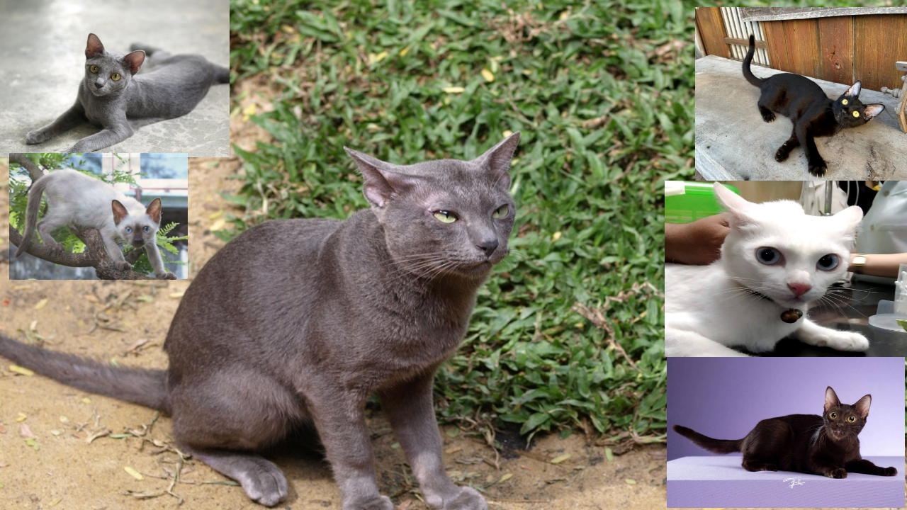 เปิดตำนาน 5 แมวไทยโบราณ เสริมความมงคล ความปังให้ชีวิต เฮงๆ รวยๆ
