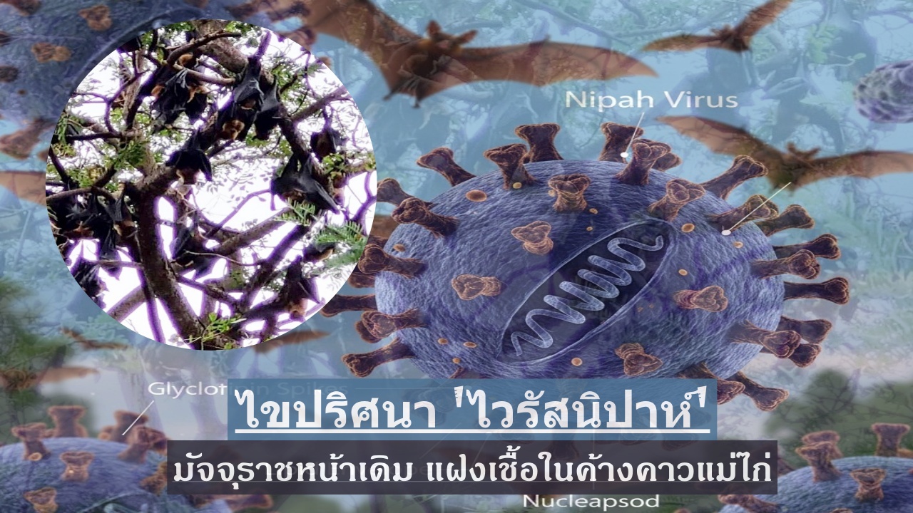 ไขปริศนา ‘ไวรัสนิปาห์’ มัจจุราชหน้าเดิม แฝงเชื้อในค้างคาวแม่ไก่
